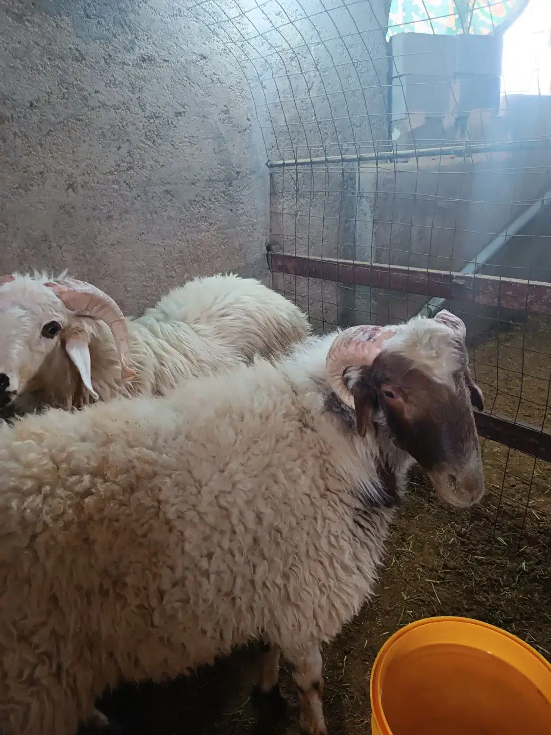 بره نر|حیوانات مزرعه|زارچ, |دیوار