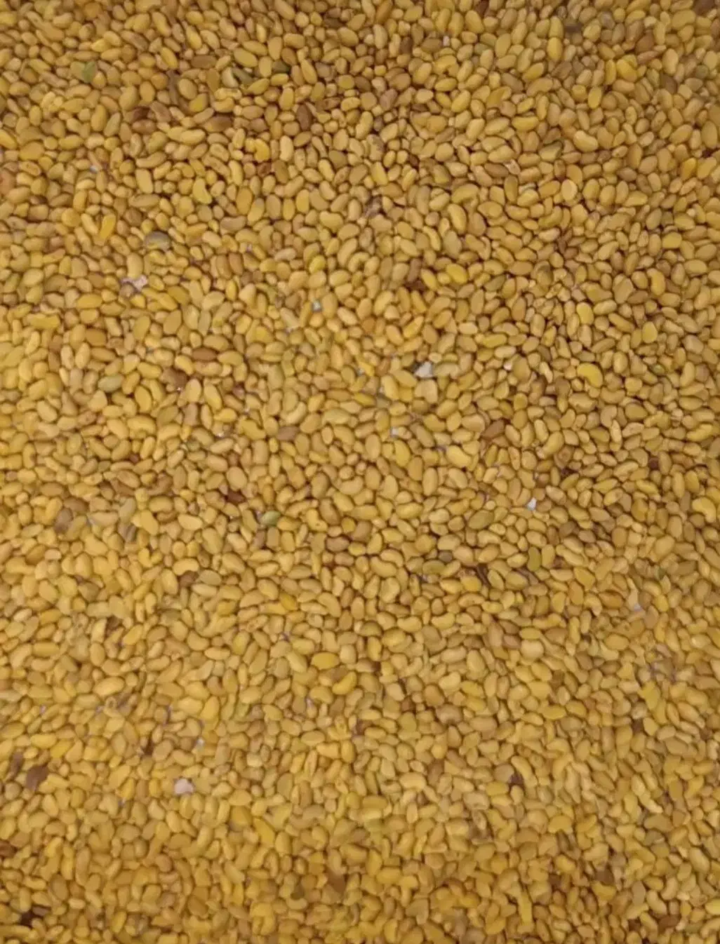 بذریونجه|گل و گیاه طبیعی|شیراز, ظفرآباد|دیوار