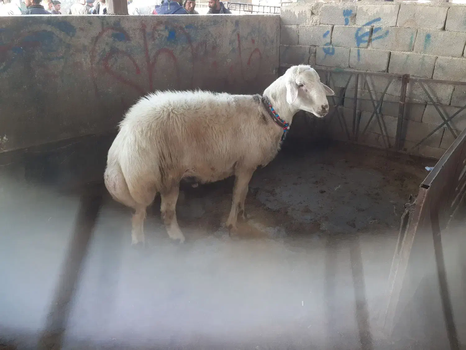 بره قورچ|حیوانات مزرعه|فیروزآباد (لرستان), |دیوار