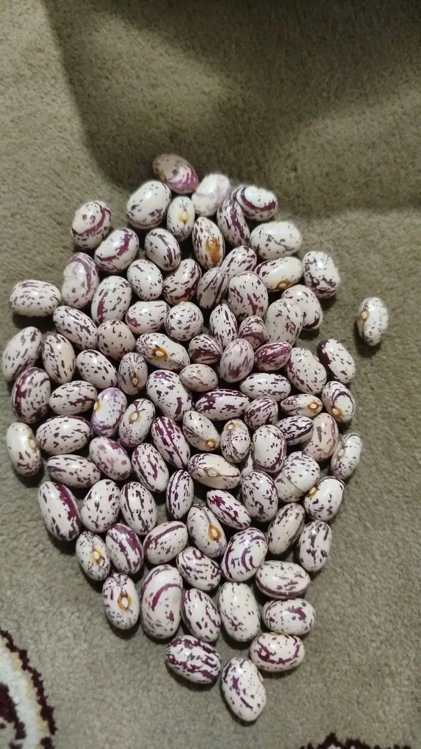 لوبیا چیتی|خوردنی و آشامیدنی|بستان آباد, |دیوار