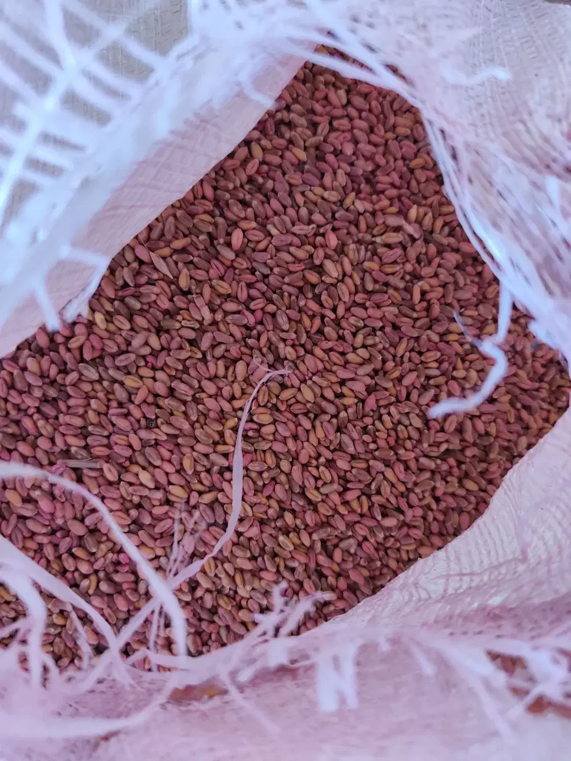 فروش گندم آبی دروم|خدمات باغبانی و درختکاری|بیلوار, |دیوار