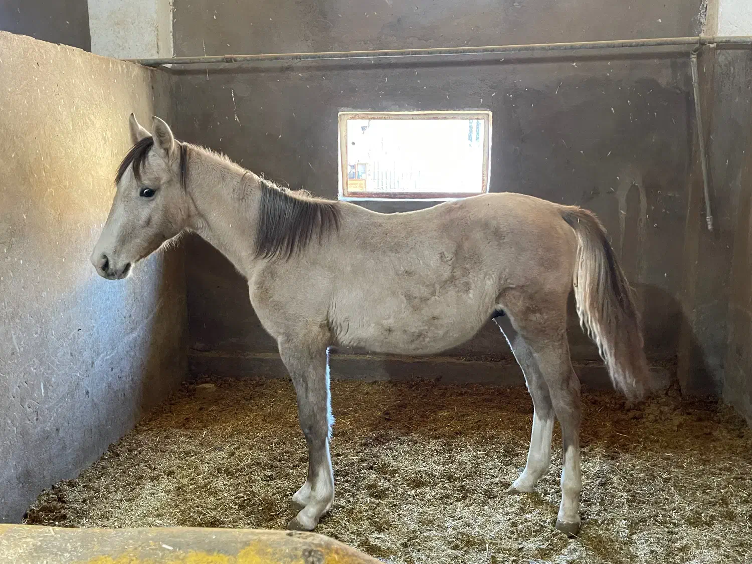 اسب کره نریان|اسب و تجهیزات اسب‌سواری|شیراز, گویم|دیوار