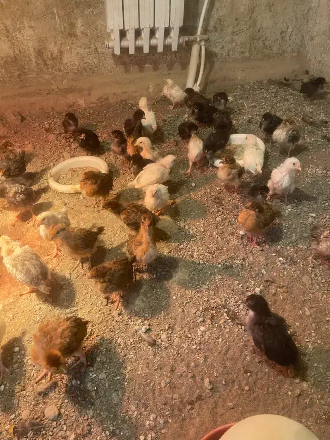 جوجه یکماهه|حیوانات مزرعه|مشهد, ویلاشهر|دیوار