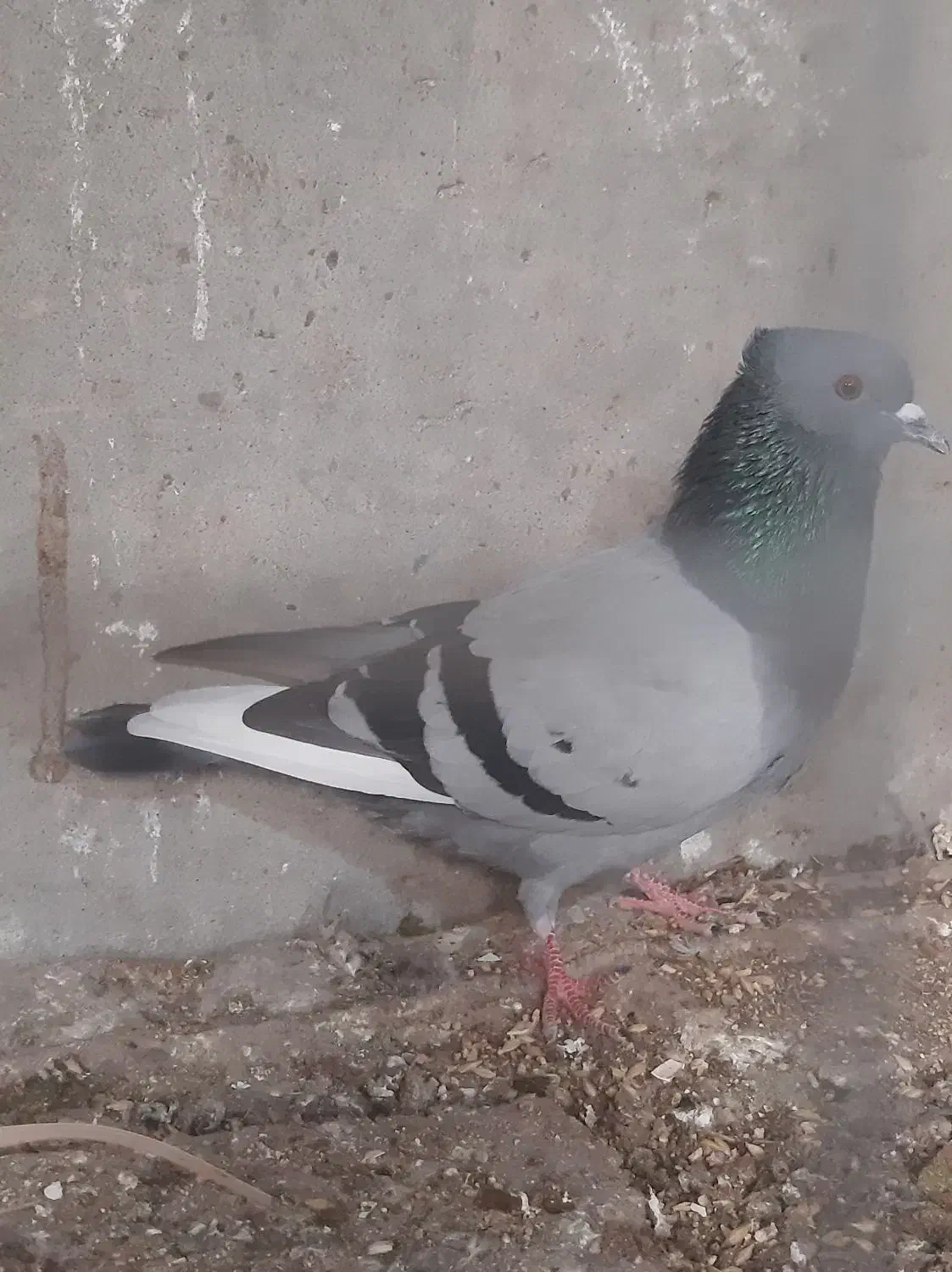 کبوتر|پرنده|خورموج, |دیوار