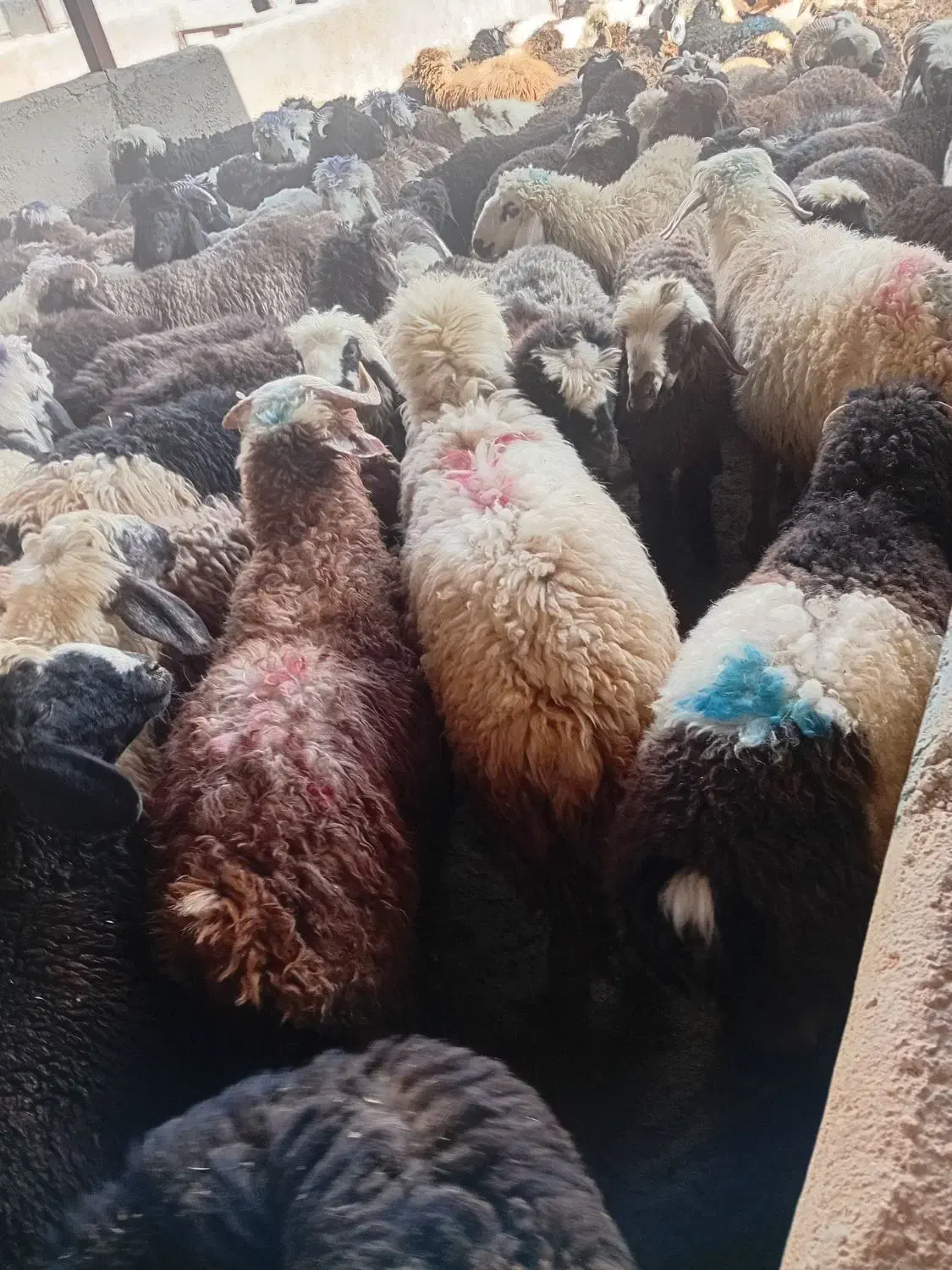۱۴۰راس بره بختیاری درجه ۱|حیوانات مزرعه|شیراز, شهرک گلها|دیوار