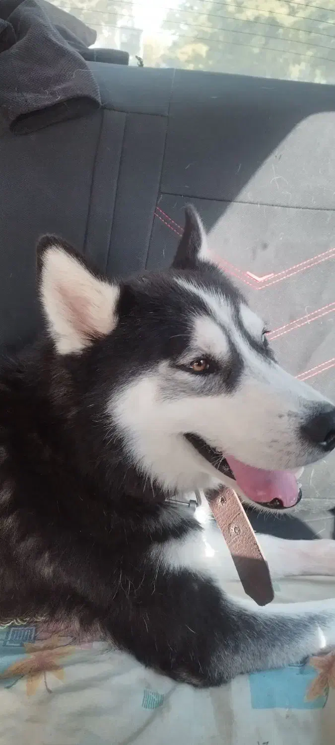 سگ هاسکی بسیار زیبا|سگ|دشتابی, |دیوار