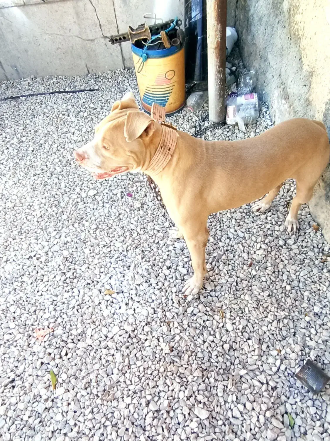 پیت بول نر وارداتی ۲سال و نمیه|سگ|اصفهان, ستار|دیوار