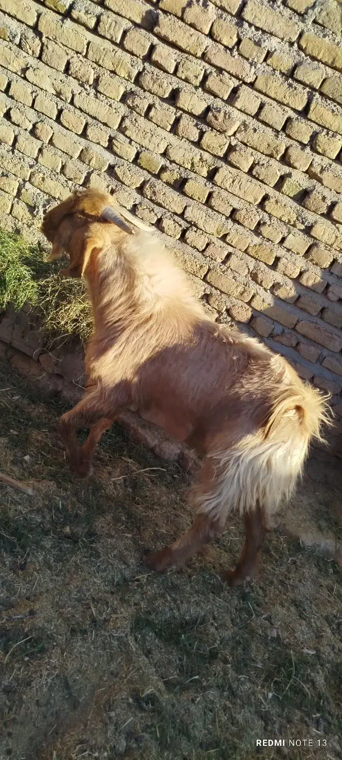 بزغاله دورگ نر چاق براکشتن وتخمی عالیه|حیوانات مزرعه|خواف, |دیوار