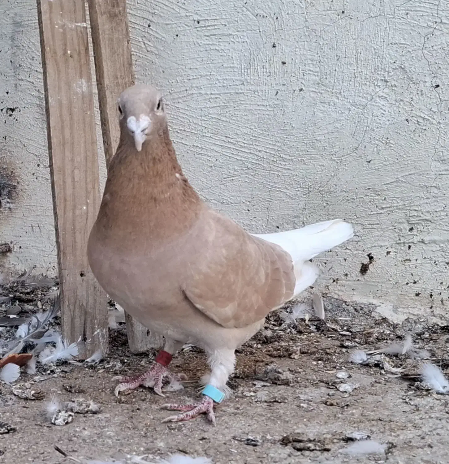 پلاکی رنگ|پرنده|بندر ماهشهر, |دیوار