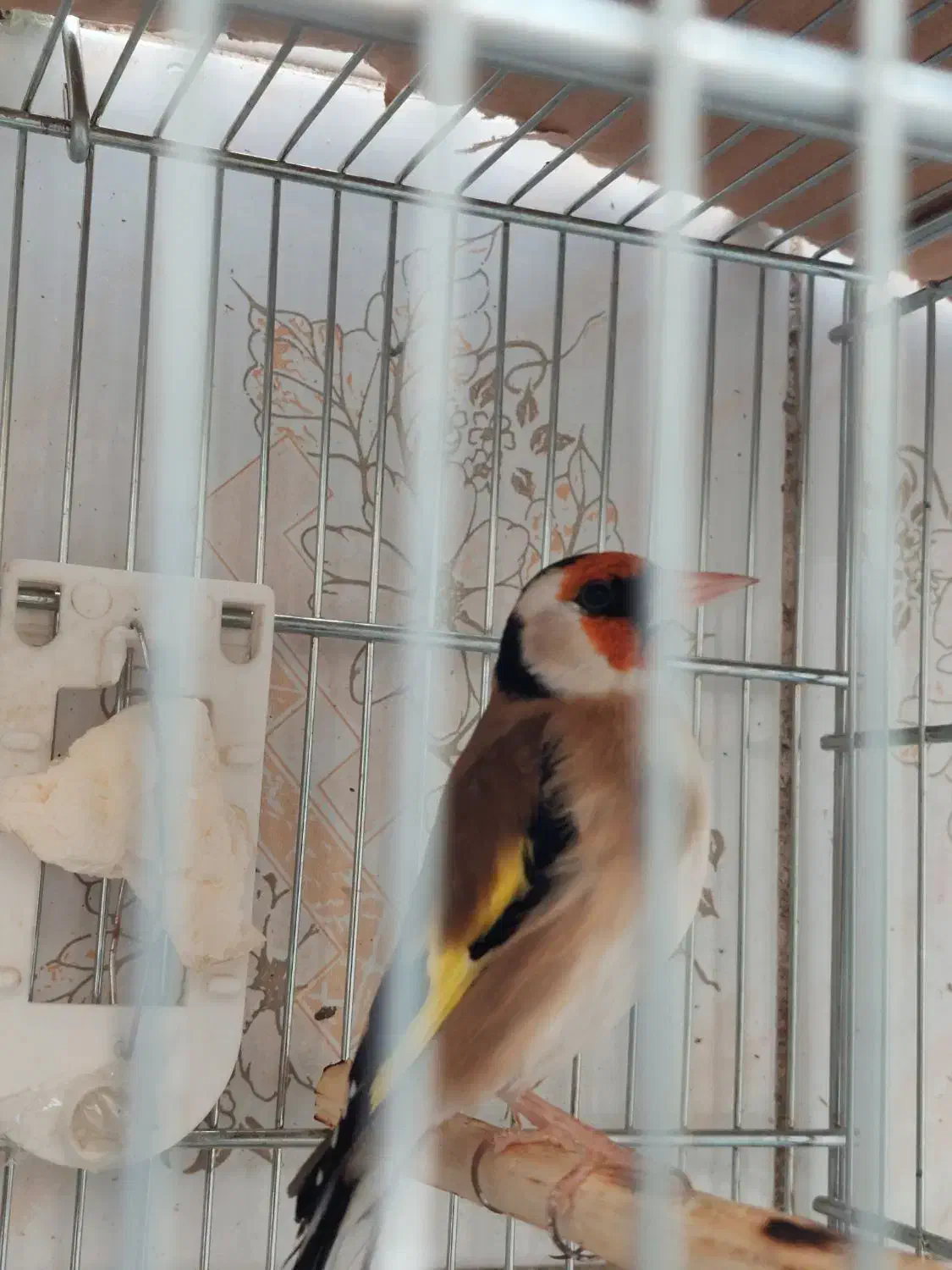 ۳ تا سهره درجه ۱ سردسیری کار درست|پرنده|تهران, جنت‌آباد مرکزی|دیوار