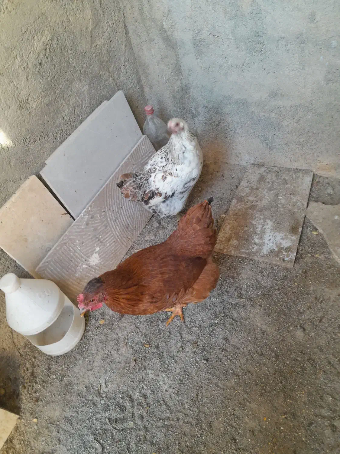 مرغ|حیوانات مزرعه|شهرکرد, |دیوار