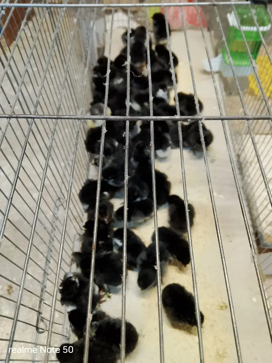 جوجه مرغ محلی یه روزه|حیوانات مزرعه|نطنز, |دیوار