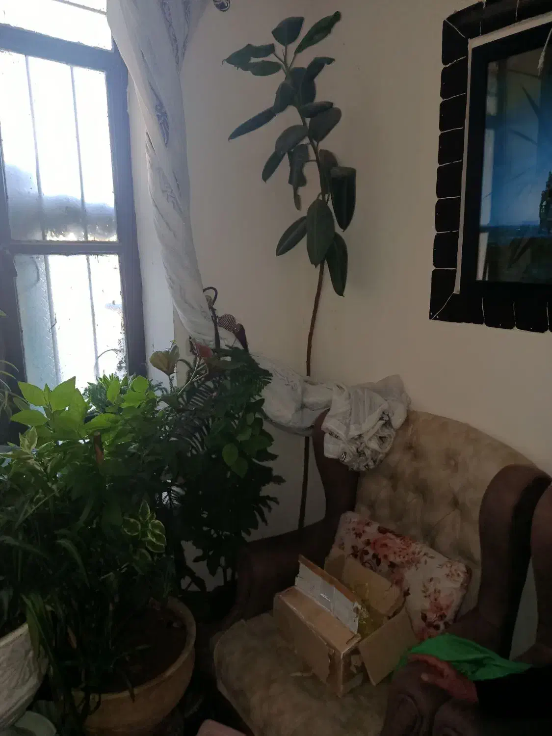 فروش گلهای زینتی|گل و گیاه طبیعی|یاسوج, |دیوار