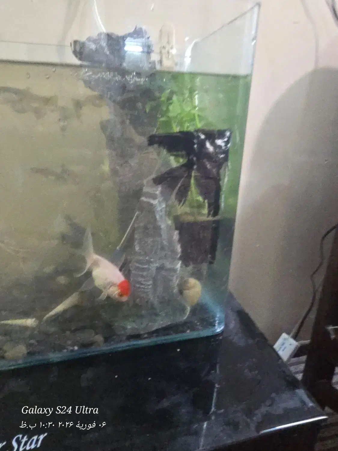 ماهی گوپی|ماهی|قم, اسمعیل آباد|دیوار