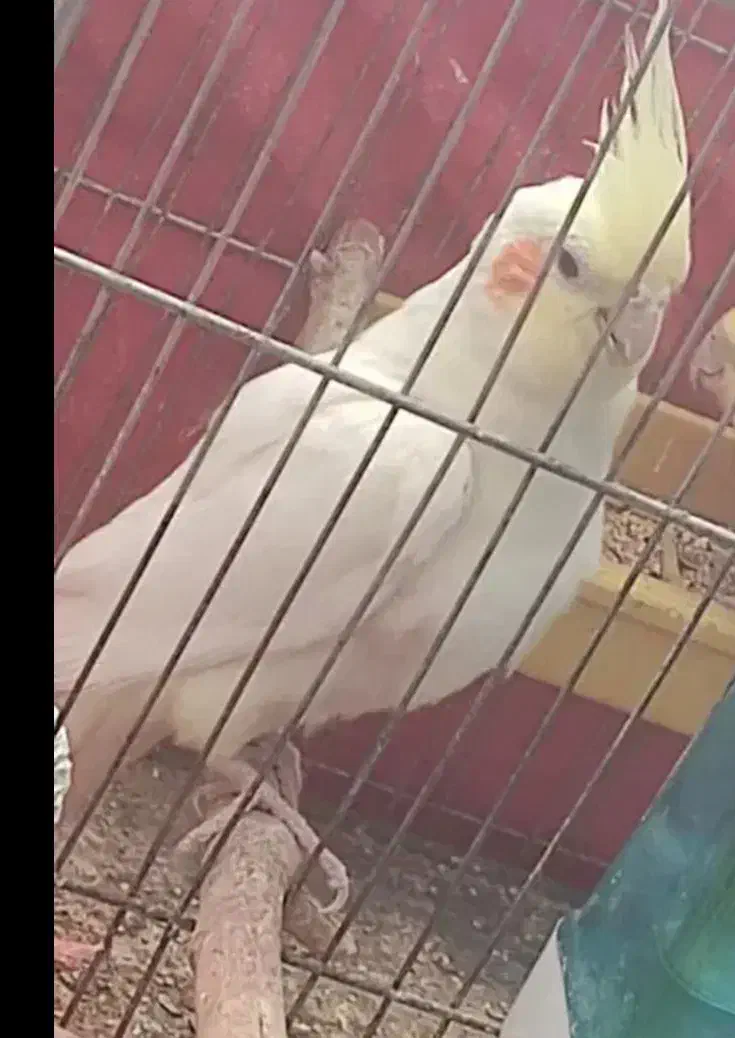 پرنده نر|پرنده|شهرضا, |دیوار