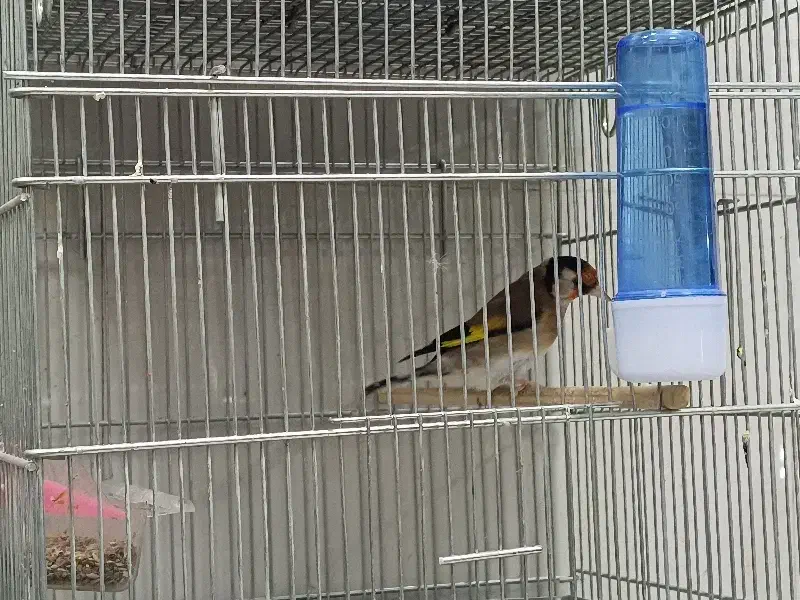 سهره|پرنده|نسیمشهر, |دیوار