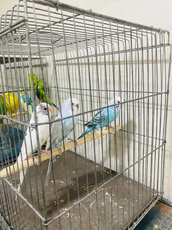 مرغ عشق|پرنده|دوگنبدان, |دیوار