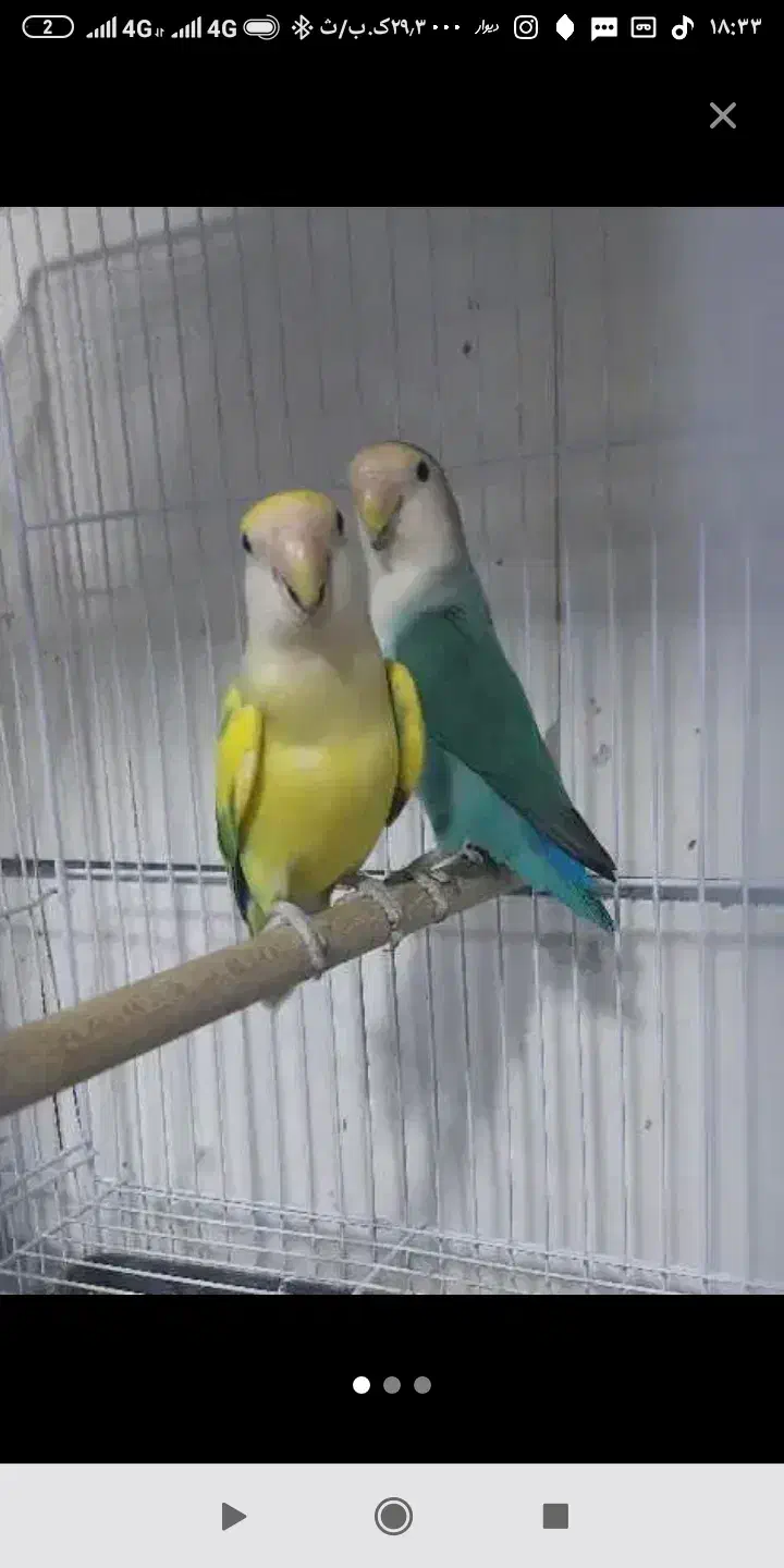 کوتوله|پرنده|بیرجند, |دیوار