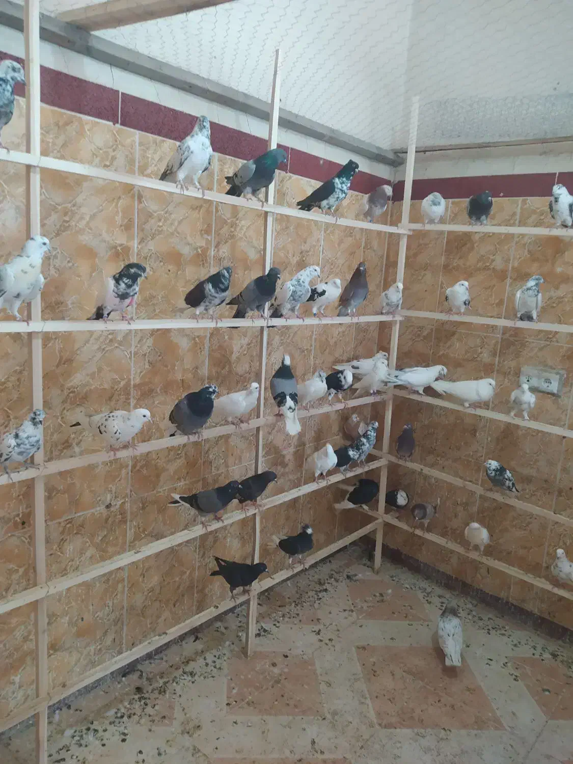 کبوتر|پرنده|پیرانشهر, |دیوار