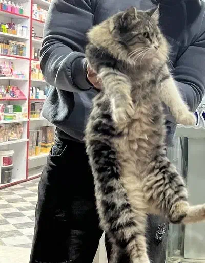 گربه گمشده محدوده سیداحمد|حیوانات|گالیکش, |دیوار