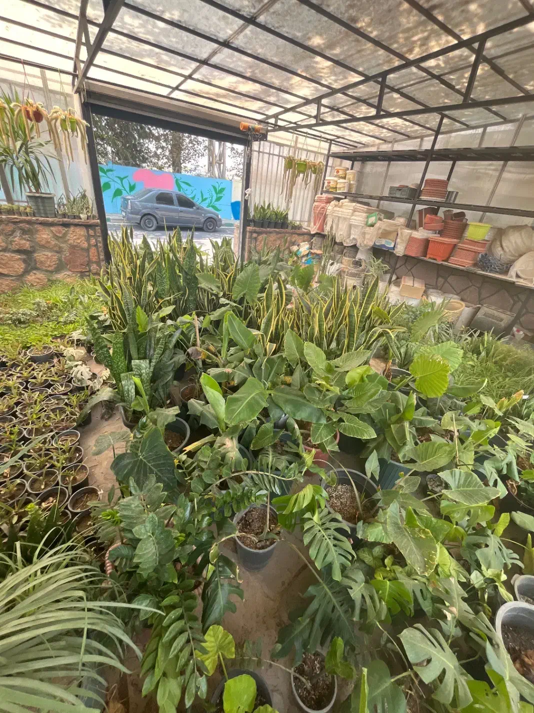 فروش ویژه گل و گیاه آپارتمانی|گل و گیاه طبیعی|قدس, شهرقدس|دیوار