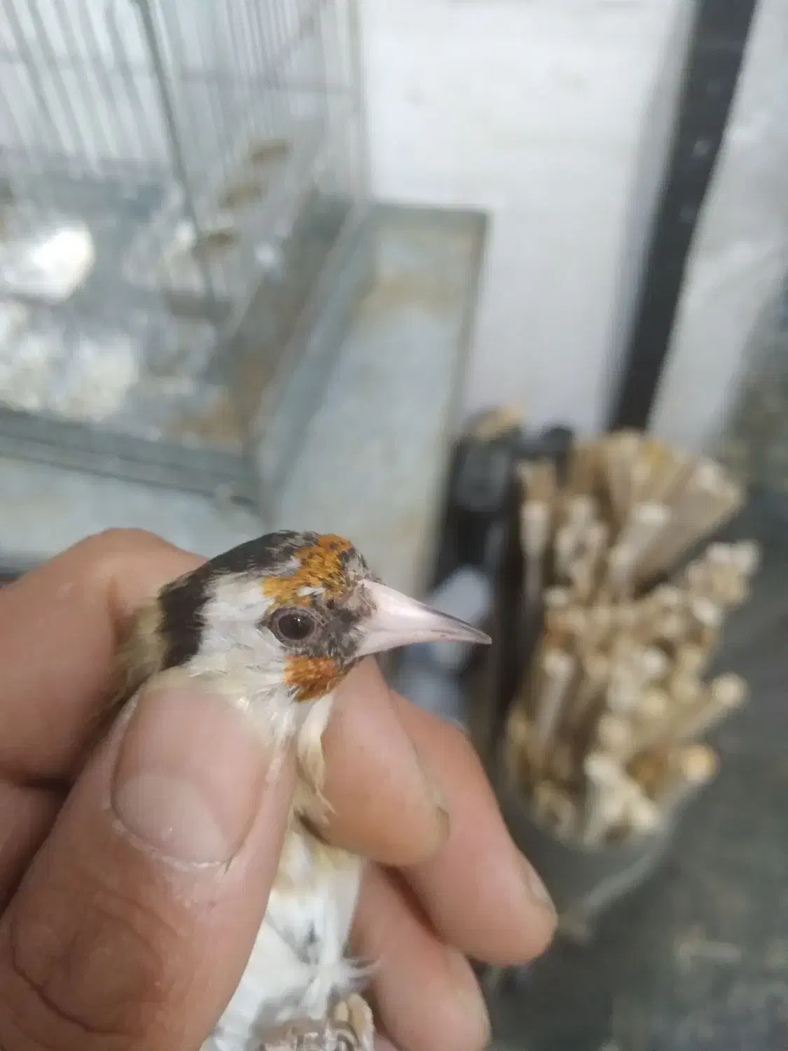 سهره لک پیس|پرنده|تهران, تهرانسر غربی|دیوار