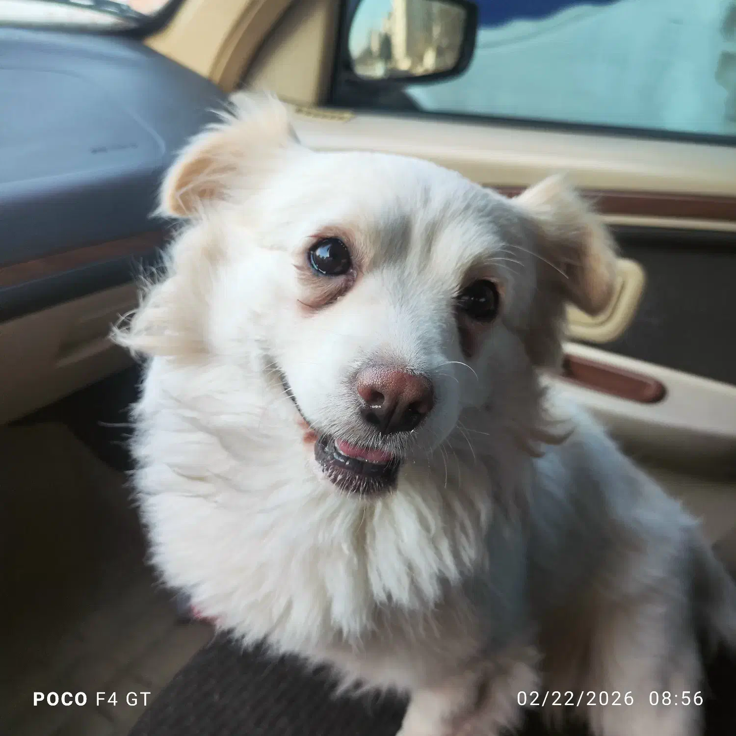 پیدا شده|حیوانات|اسلام‌شهر, شهرک قائمیه|دیوار