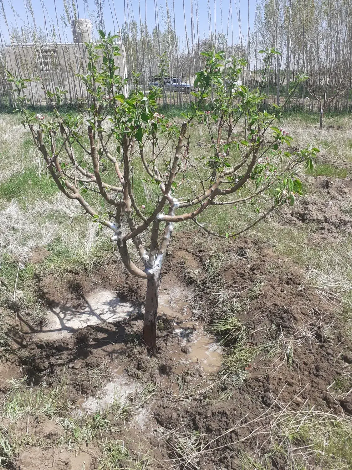 باغ لب جاده با سهمیه اب|فروش زمین و ملک کلنگی|بهار, |دیوار