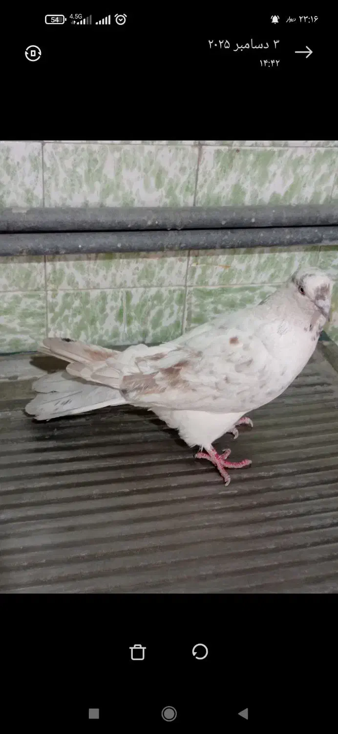 گرفتنی ساختمون بلند|پرنده|قم, حاج زینل|دیوار