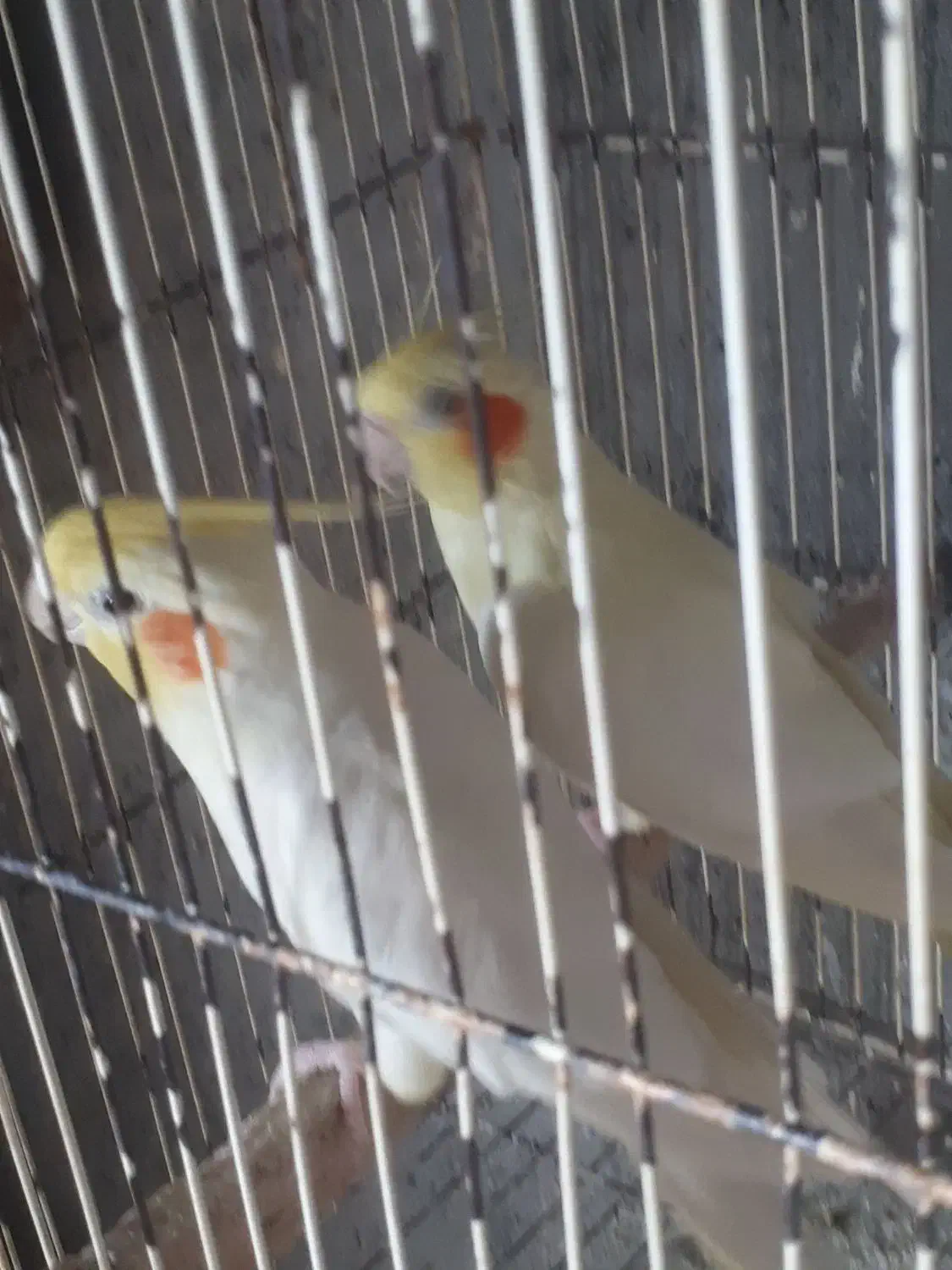 دوجفت  عروس هلندی|پرنده|سیمین شهر, |دیوار