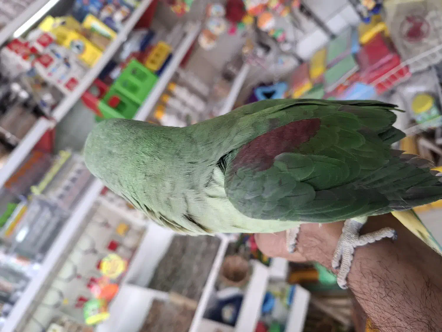 جوجه شاه طوطی ۵ ماهه|پرنده|فردیس, شهرک وحدت|دیوار