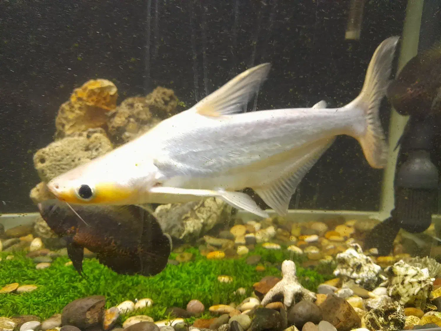 ماهی آکواریومی درشت|ماهی|بجنورد, |دیوار