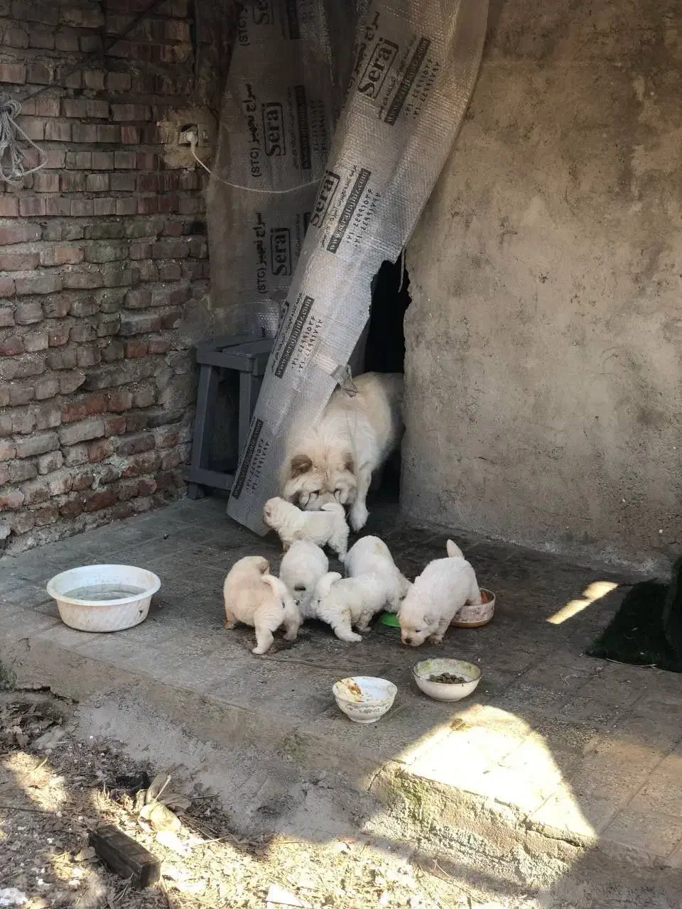 ماده چاو چاو|سگ|قائم‌شهر, |دیوار