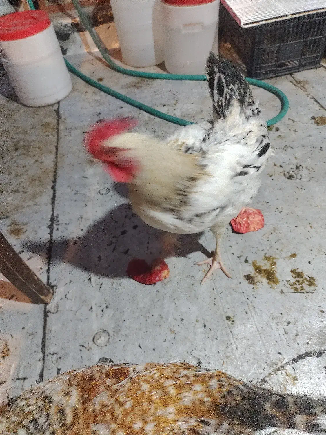 خروس 5ماهه|حیوانات مزرعه|تهران, جیحون|دیوار