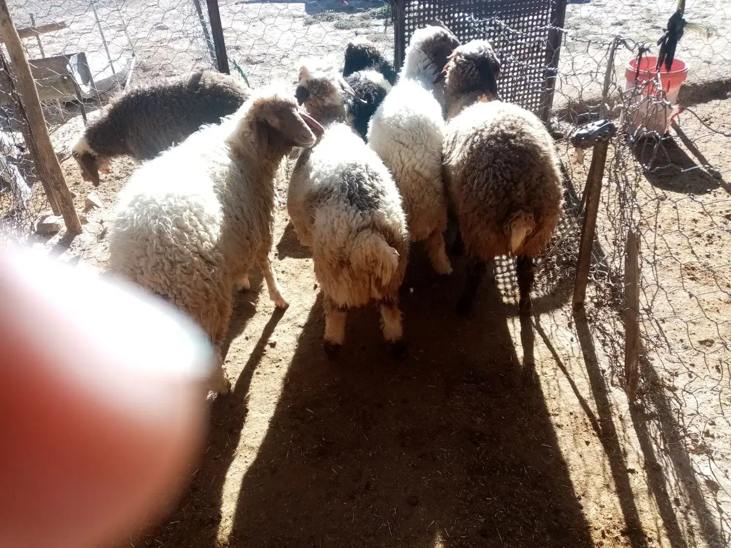 بره|حیوانات مزرعه|اسلام‌‌آباد غرب, |دیوار