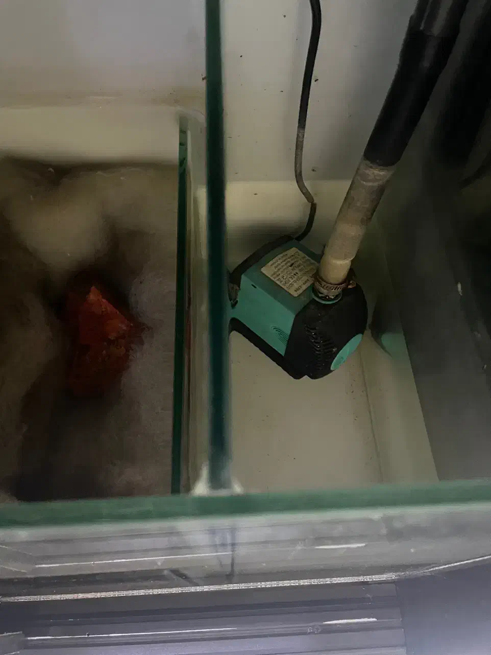 آکواریوم|ماهی|رودسر, |دیوار