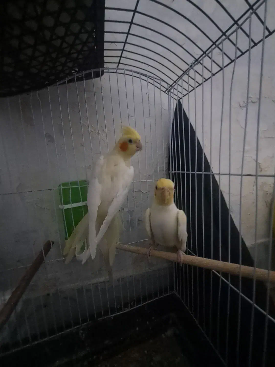 عروس هلندی مولد|پرنده|زاهدان, |دیوار