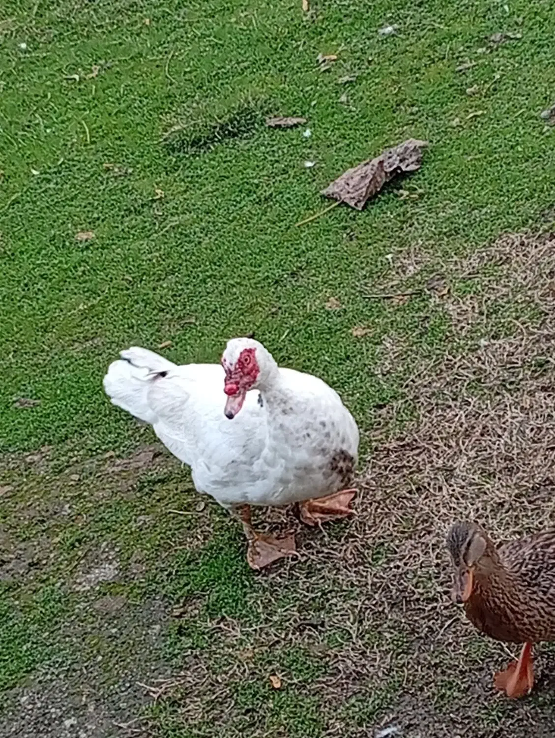 اردک اسراییلی|حیوانات مزرعه|اسالم, |دیوار