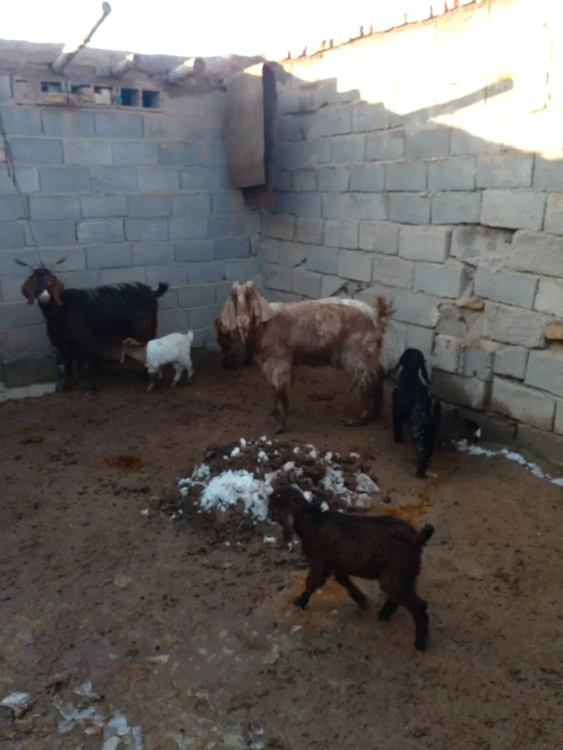 ۲راس بزه زائده با ۴ بزغاله|حیوانات مزرعه|تربت جام, جامرود|دیوار