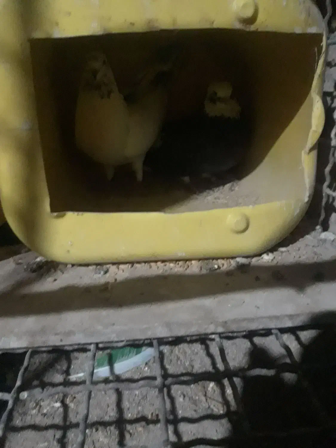 یک طوق کبوتر شازده سیاه ، سروکله دار مست|پرنده|هشتگرد, خور|دیوار