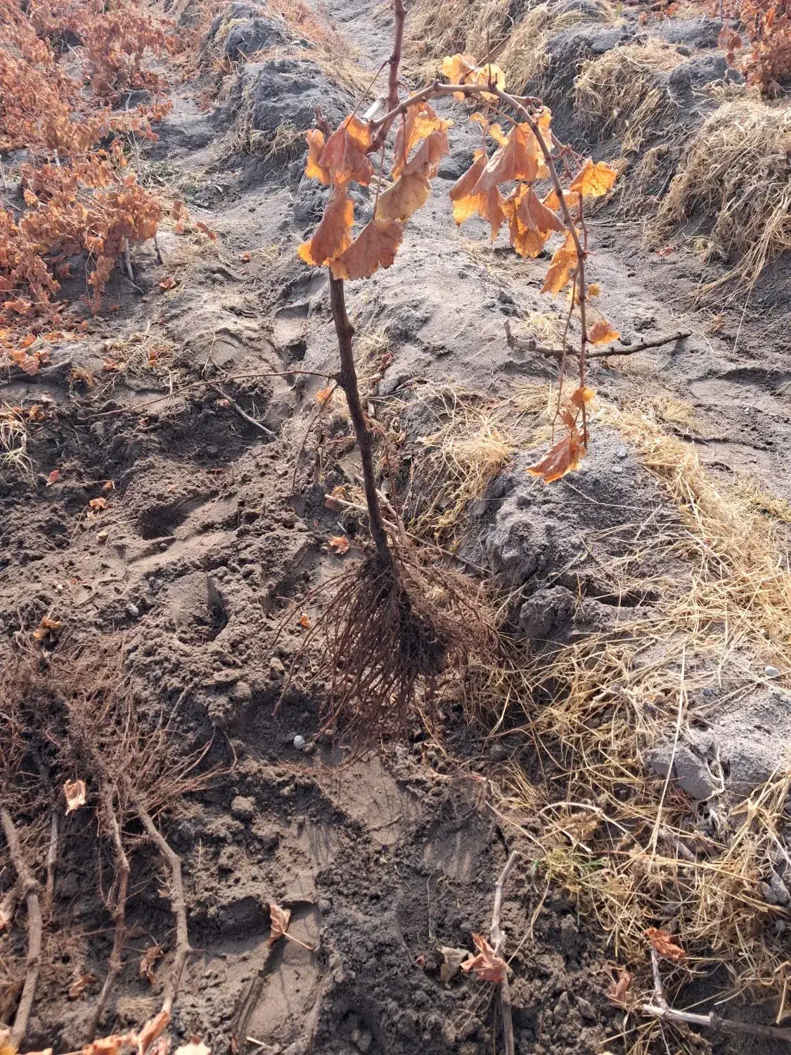 فروش نهال انگور|عمده‌فروشی|میاندوآب, |دیوار