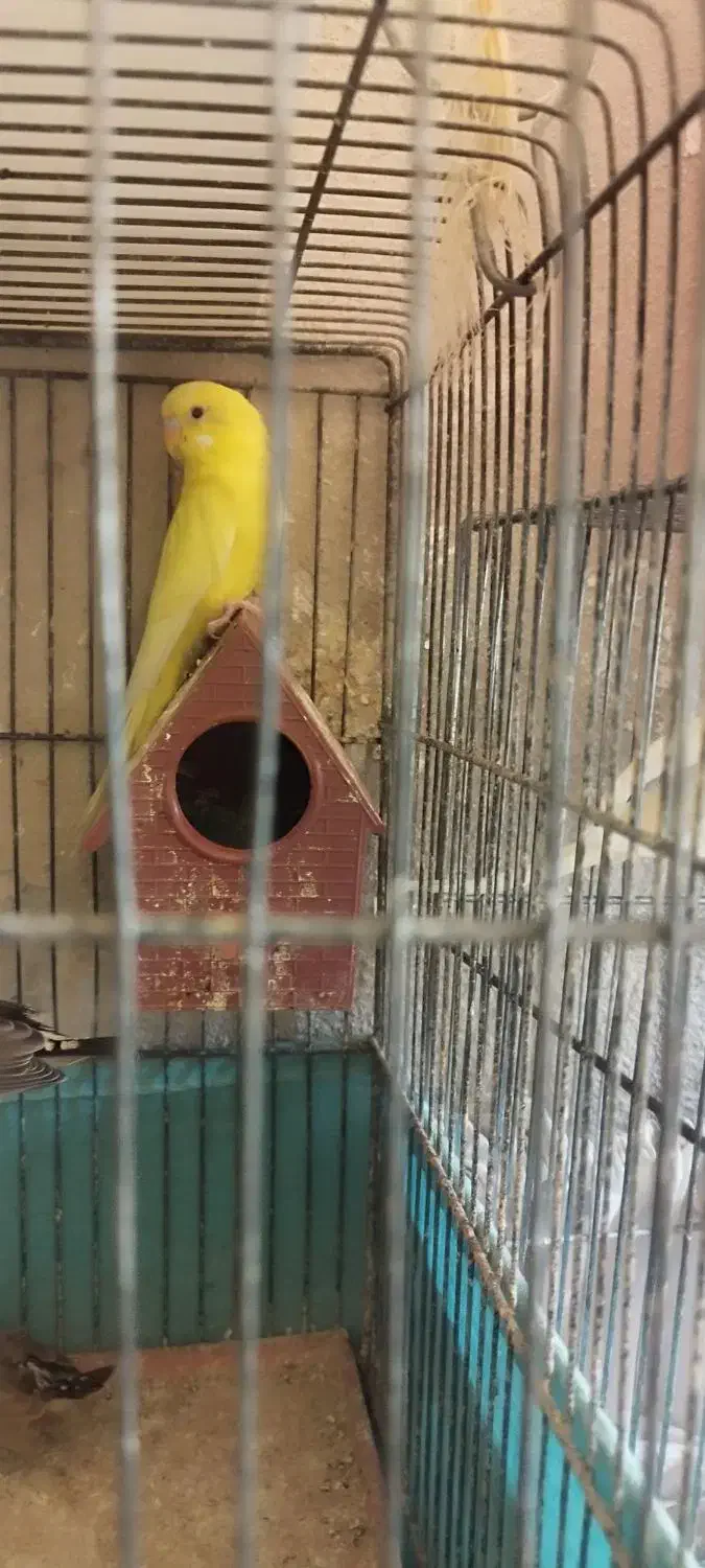 مرغ عشق|پرنده|قم, عمار یاسر|دیوار