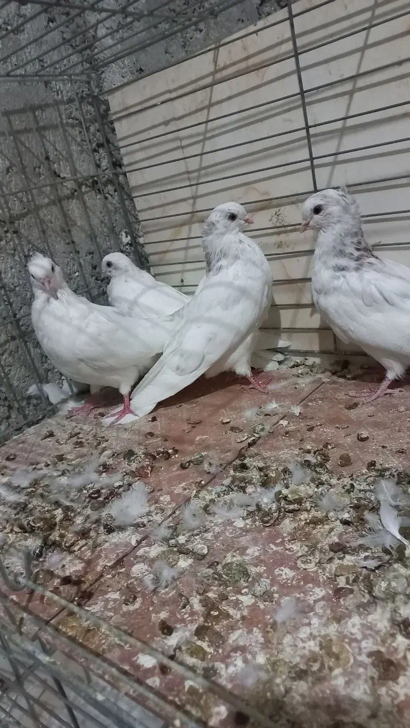 مفلق چشمو نوک سفید نوک ریز|پرنده|خمینیشهر, |دیوار