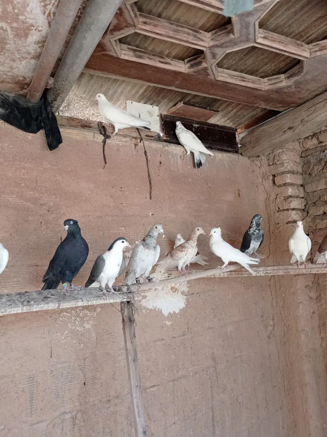 کبوتر|پرنده|شاهین‌شهر, گزبرخوار|دیوار