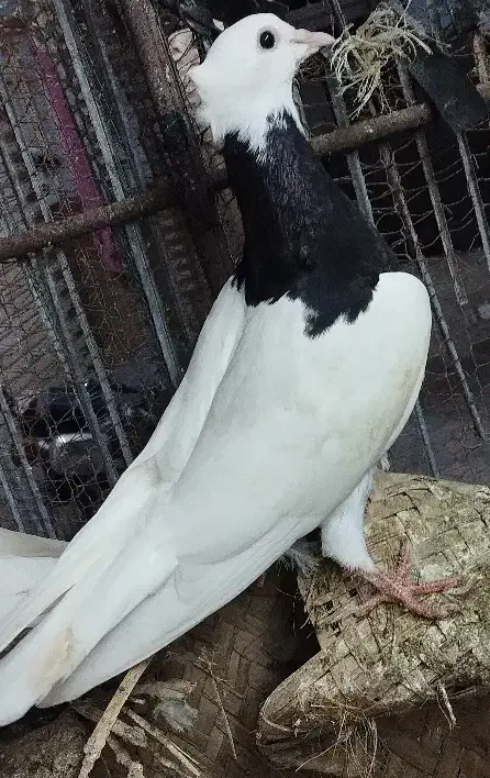 چهار تا کبوتر طوقی سه ماده یه نر|پرنده|چابهار, |دیوار