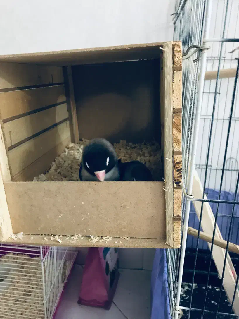 طوطی برزیلی و عروس هلندی|پرنده|پاکدشت, پاکدشت (مامازند)|دیوار