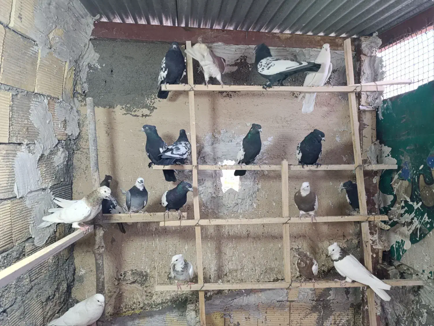 پرنده|پرنده|مبارکه, |دیوار