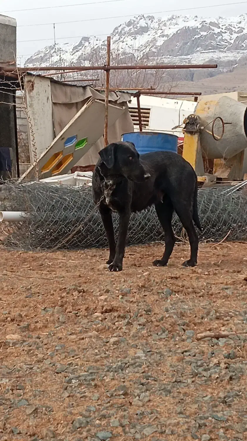 سگ ماده|سگ|کرمانشاه, |دیوار