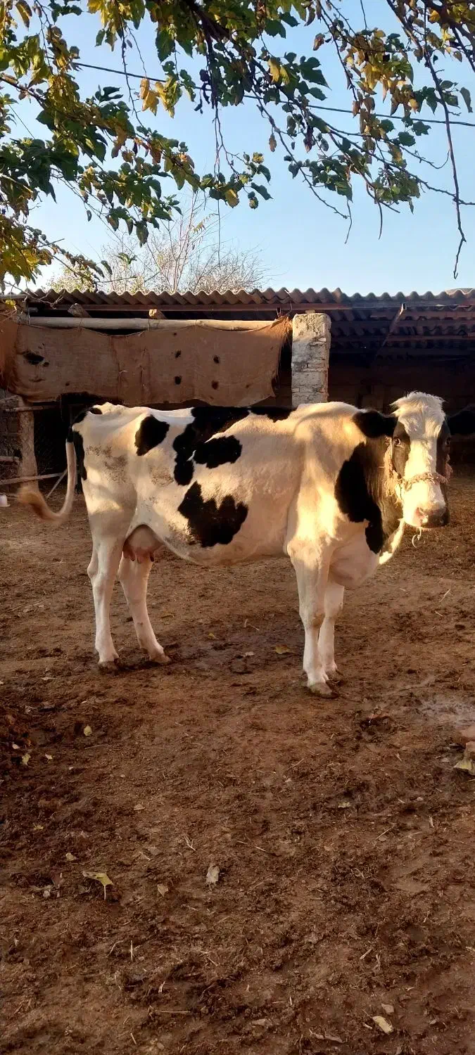 گاو شیری هلشتاین|حیوانات مزرعه|انبارآلوم, |دیوار