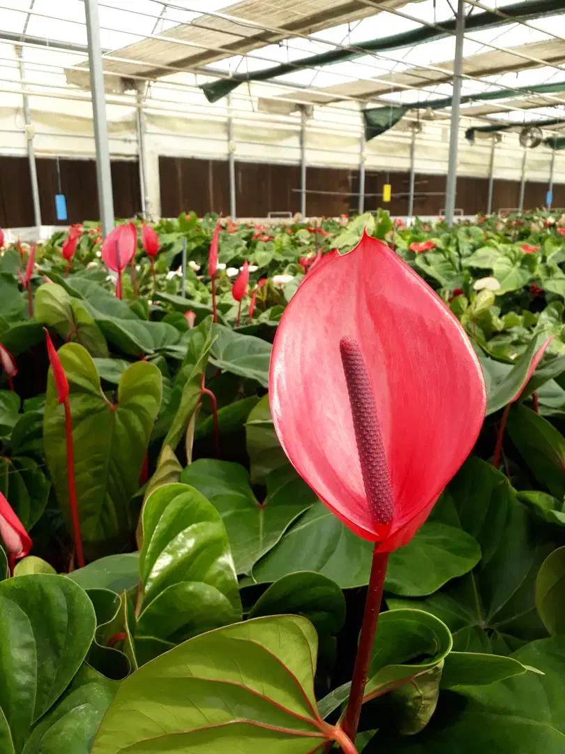 کارشناس و کارآموز گلخانه گل|استخدام صنعتی، فنی، مهندسی|جوادآباد, |دیوار